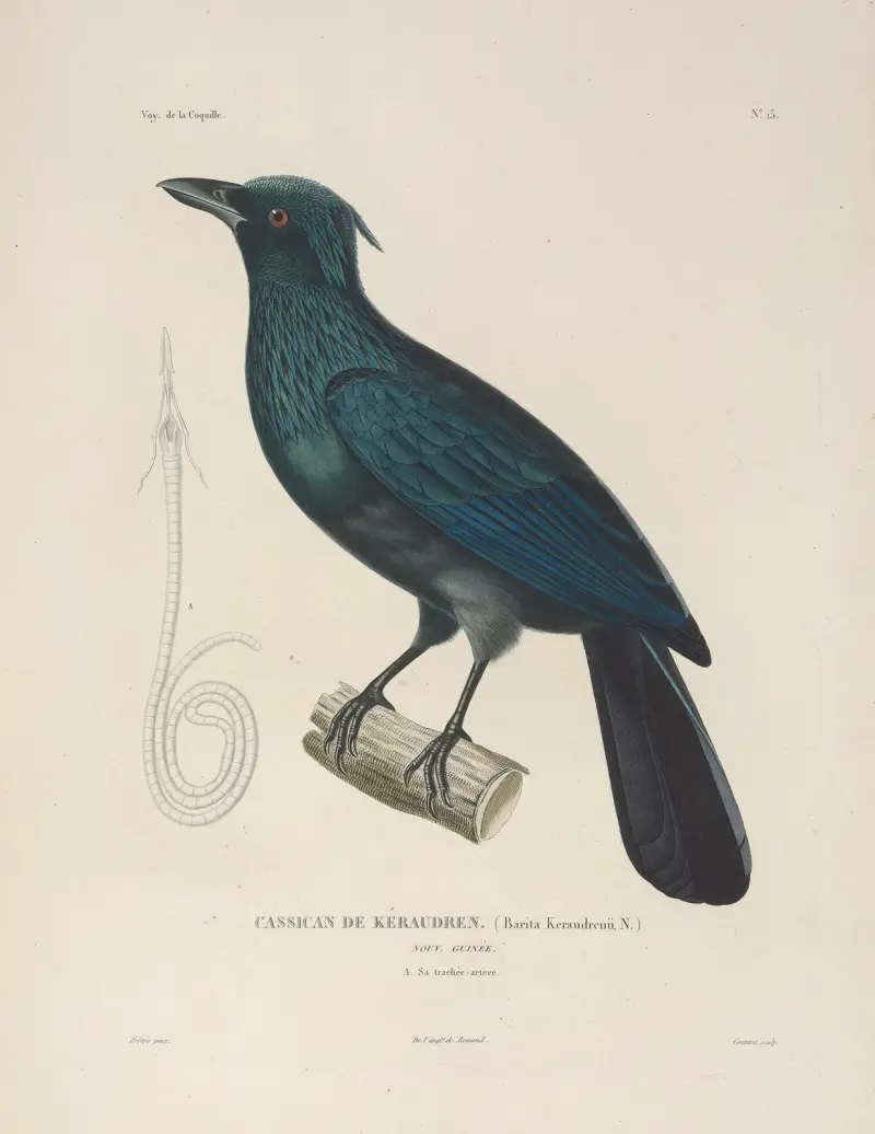 Voyage autour du monde, plansch 116 av Louis-Isidore Duperrey