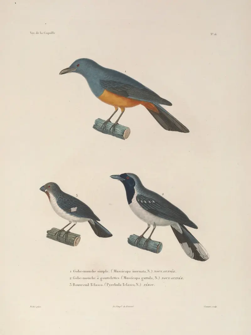 Voyage autour du monde, plansch 119 av Louis-Isidore Duperrey