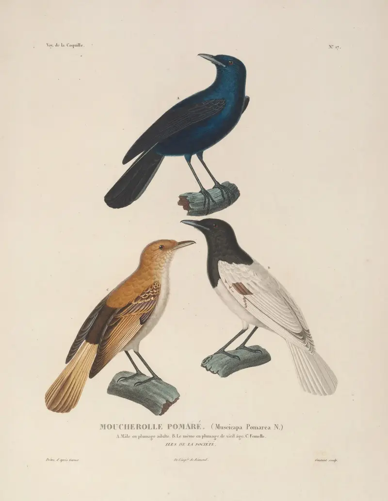 Voyage autour du monde, plansch 120 av Louis-Isidore Duperrey