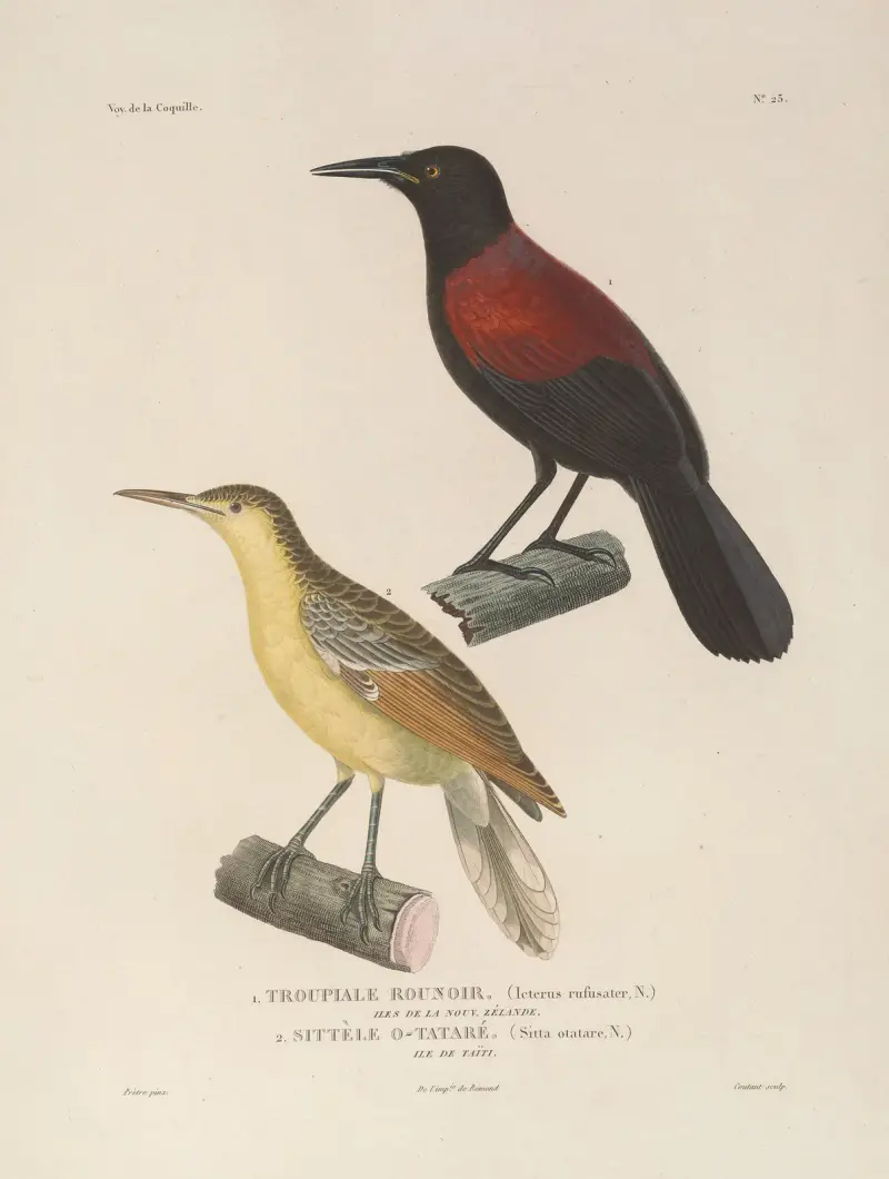 Voyage autour du monde, plansch 127 av Louis-Isidore Duperrey