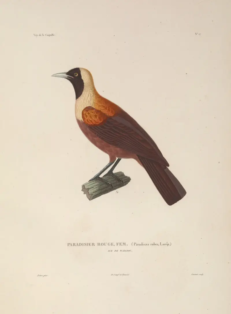 Voyage autour du monde, plansch 131 av Louis-Isidore Duperrey