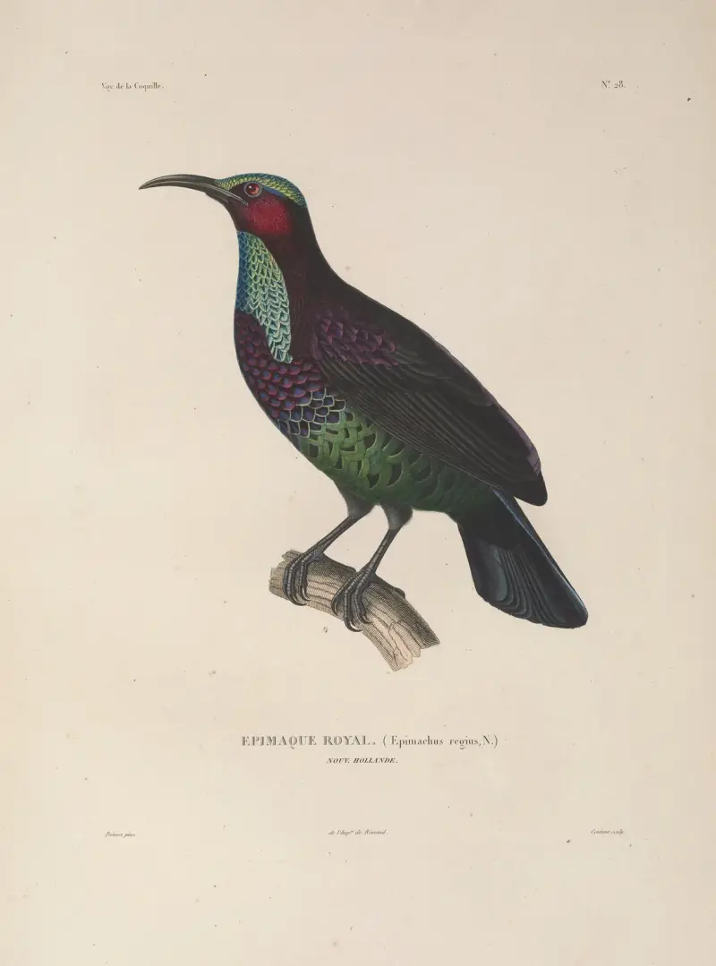 Voyage autour du monde, plansch 132 av Louis-Isidore Duperrey