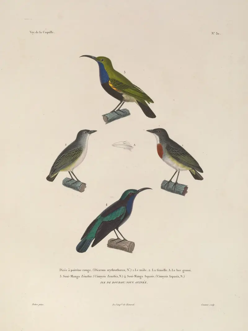 Voyage autour du monde, plansch 134 av Louis-Isidore Duperrey
