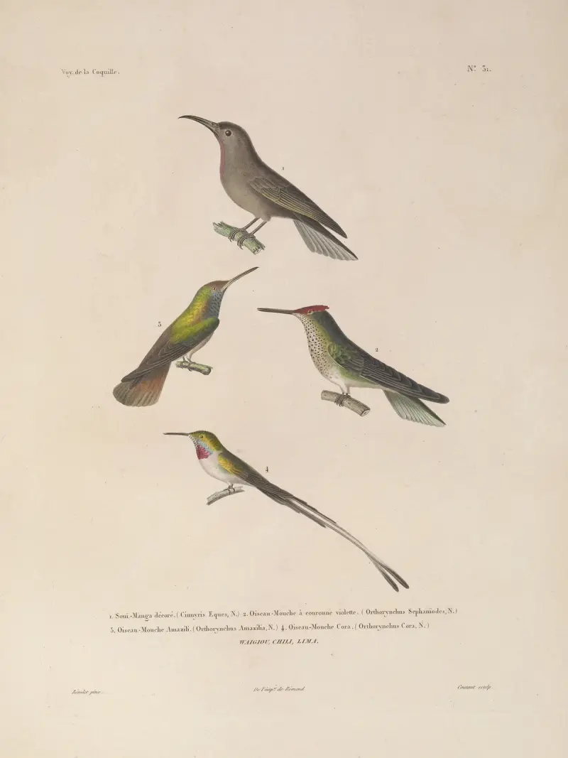 Voyage autour du monde, plansch 135 av Louis-Isidore Duperrey