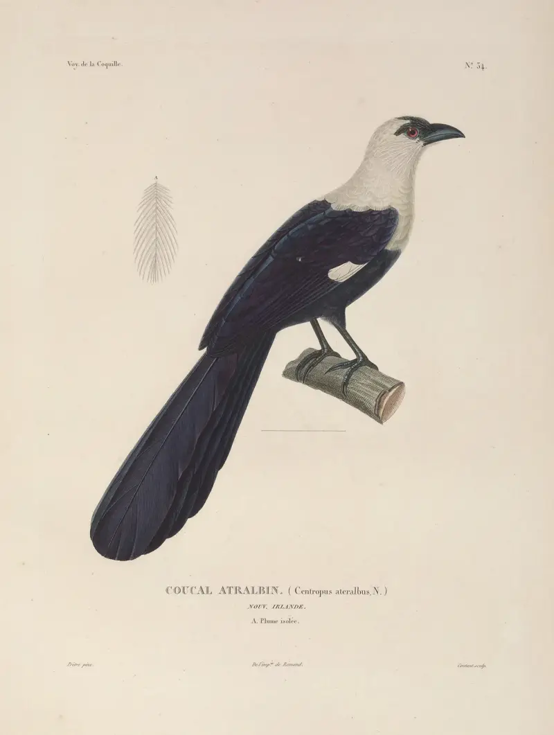 Voyage autour du monde, plansch 139 av Louis-Isidore Duperrey