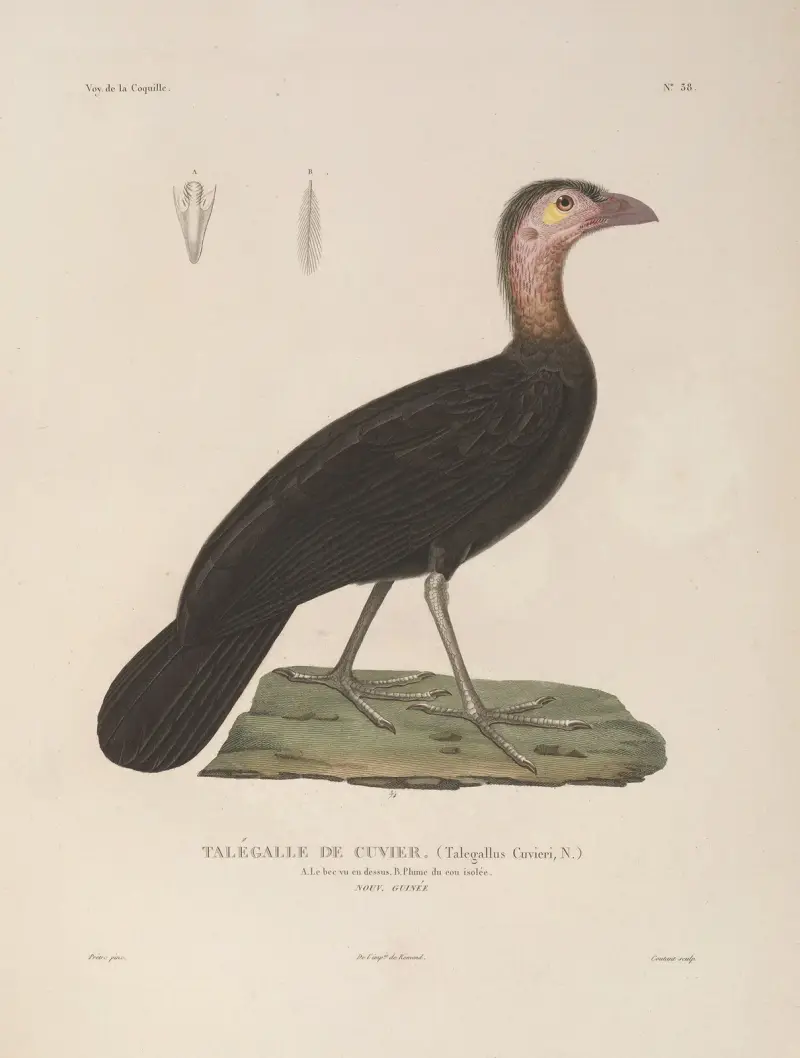 Voyage autour du monde, plansch 144 av Louis-Isidore Duperrey