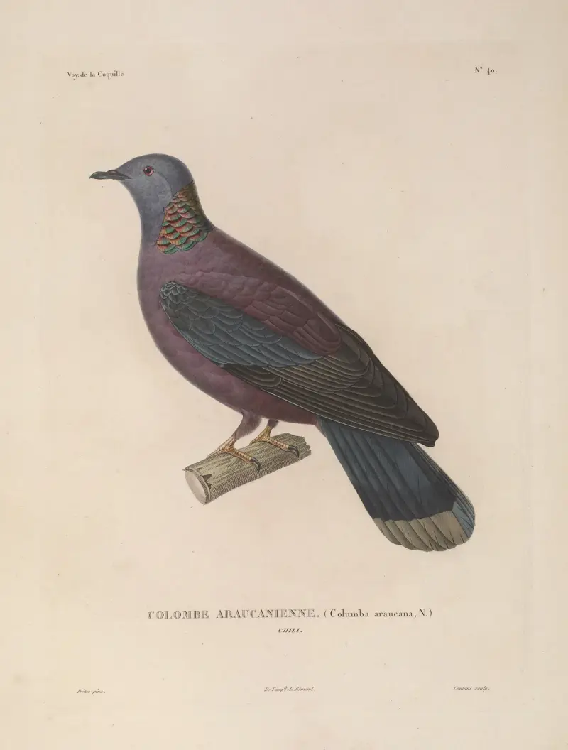 Voyage autour du monde, plansch 146 av Louis-Isidore Duperrey