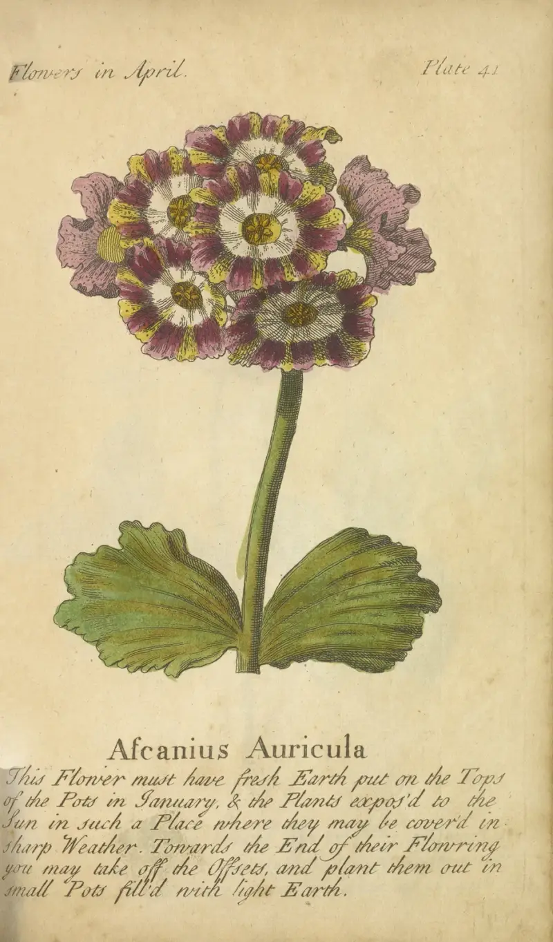 Aurikula 'Ascanius', J. Duke