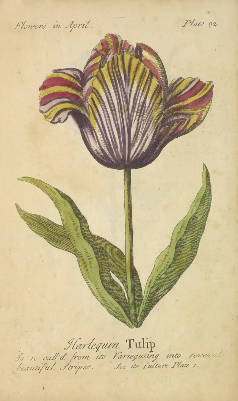 Harlequin Tulip av J. Duke