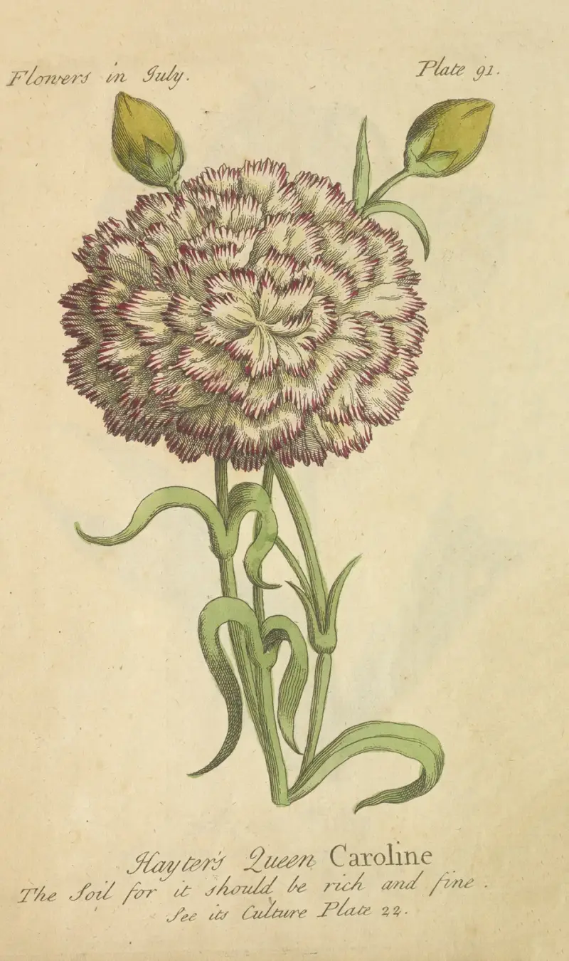 Królowa Karolina Haytera, J. Duke