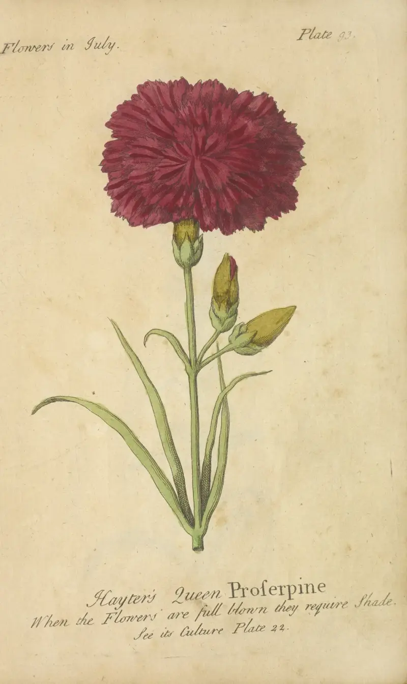 Królowa Prozerpina Haytera, J. Duke