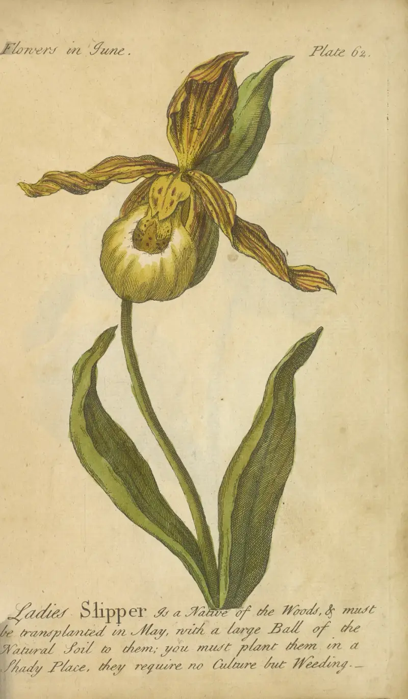 Ladies Slipper, J. Duke