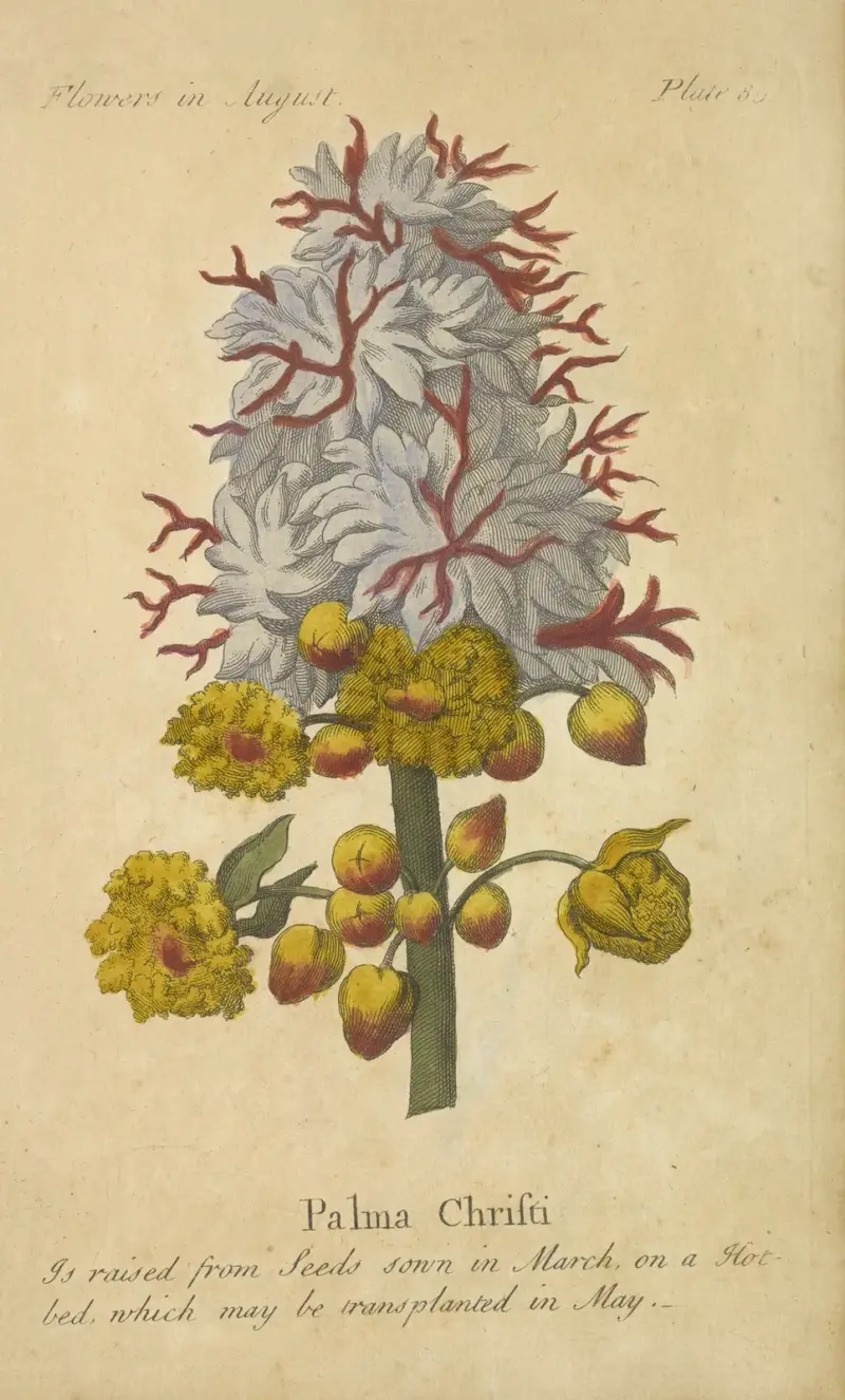 Palma Christi, J. Duke
