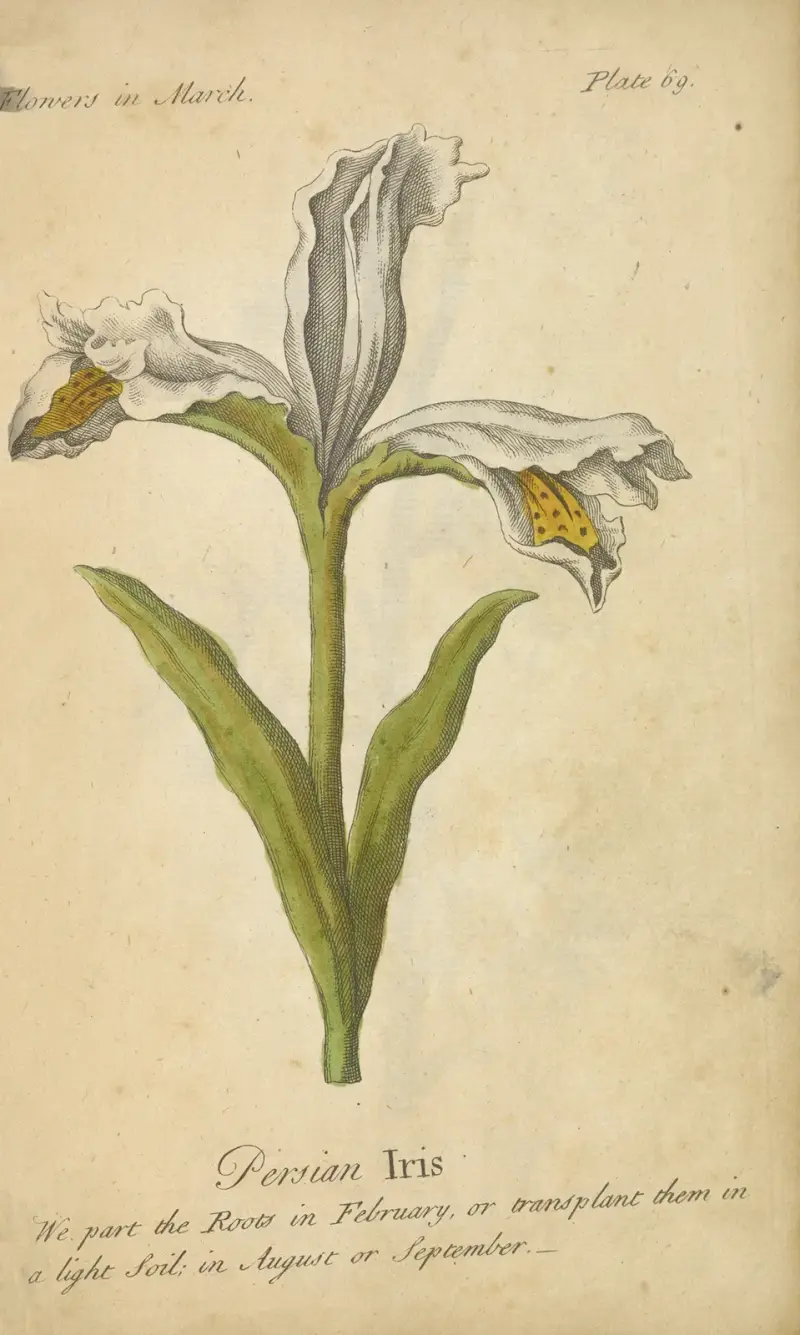 Perski irys, J. Duke
