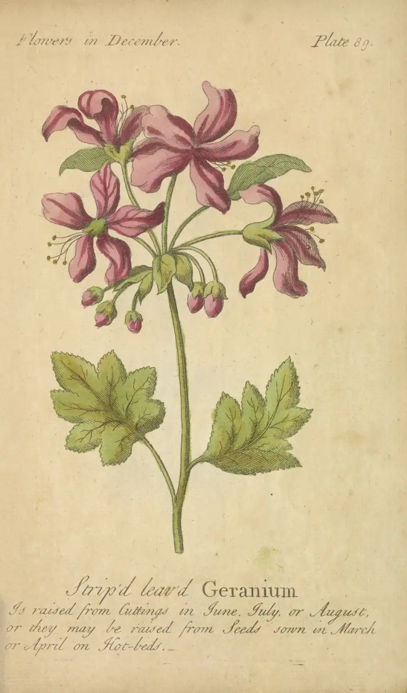 Pruhovaná pelargonie, J. Duke