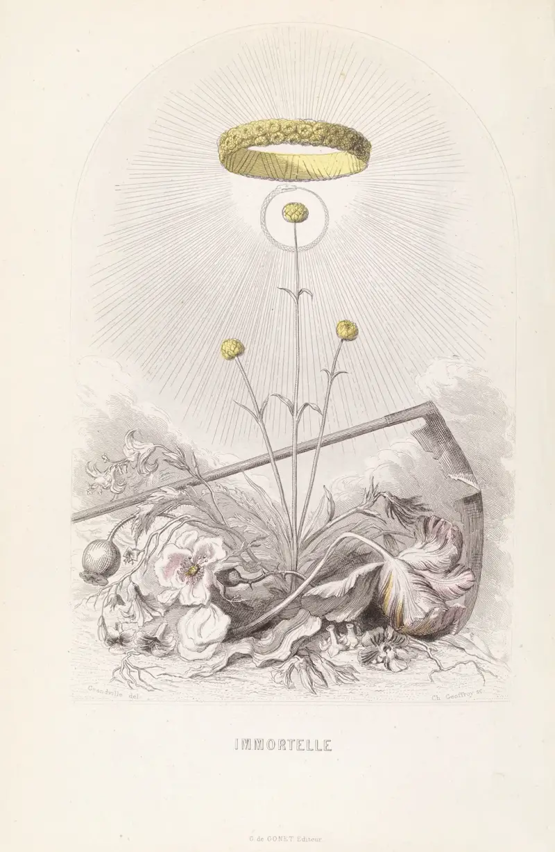 Immortelle von J. J. Grandville