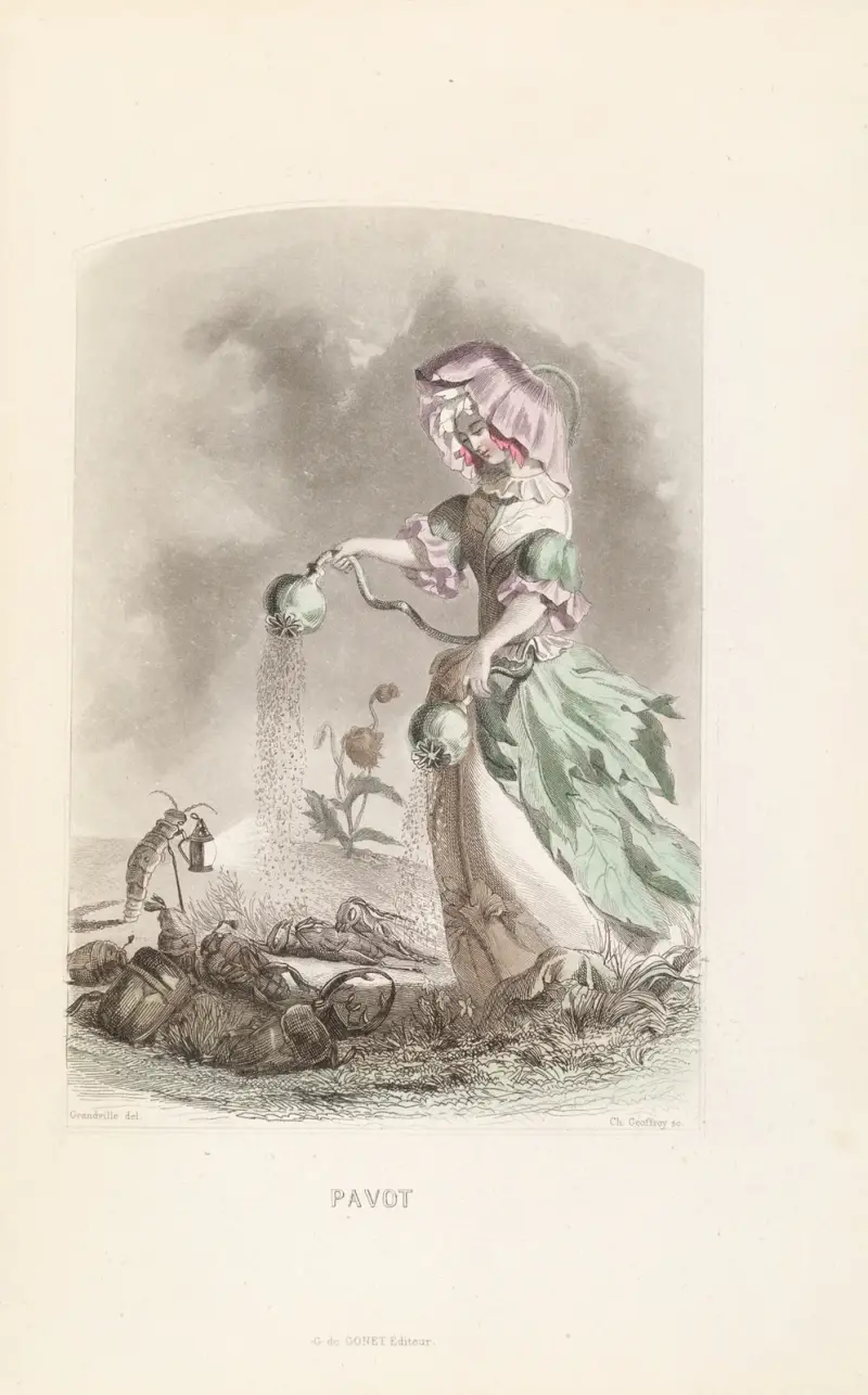 Mohn von J. J. Grandville