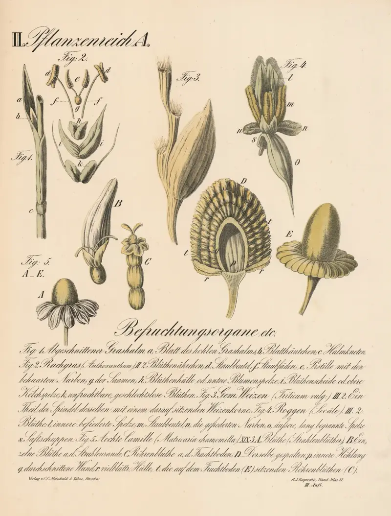 Befruchtungsorgane etc. von H.J. Ruprecht