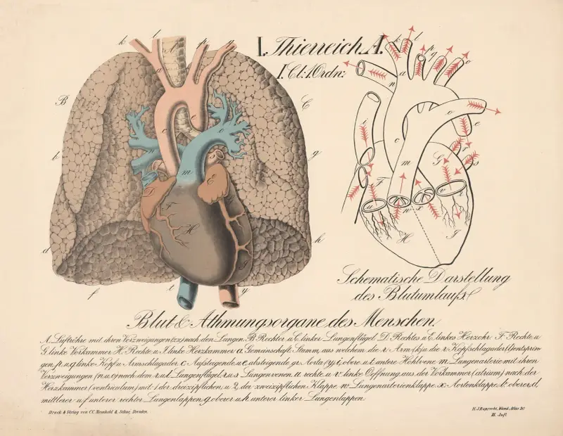 Människans blod- och andningsorgan. Schematisk framställning av blodcirkulationen av H.J. Ruprecht