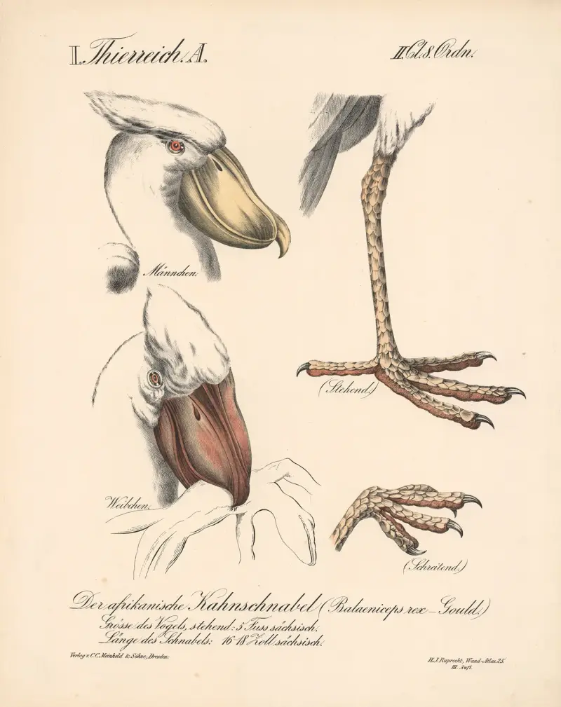 Der afrikanische Kahnschnabel (Balaeniceps rex – Gould.) von H.J. Ruprecht
