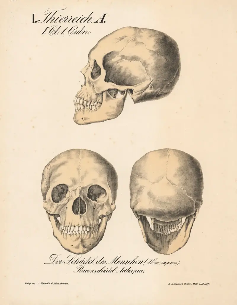 Människans skalle (Homo sapiens). Rasskallar; etiopier av H.J. Ruprecht