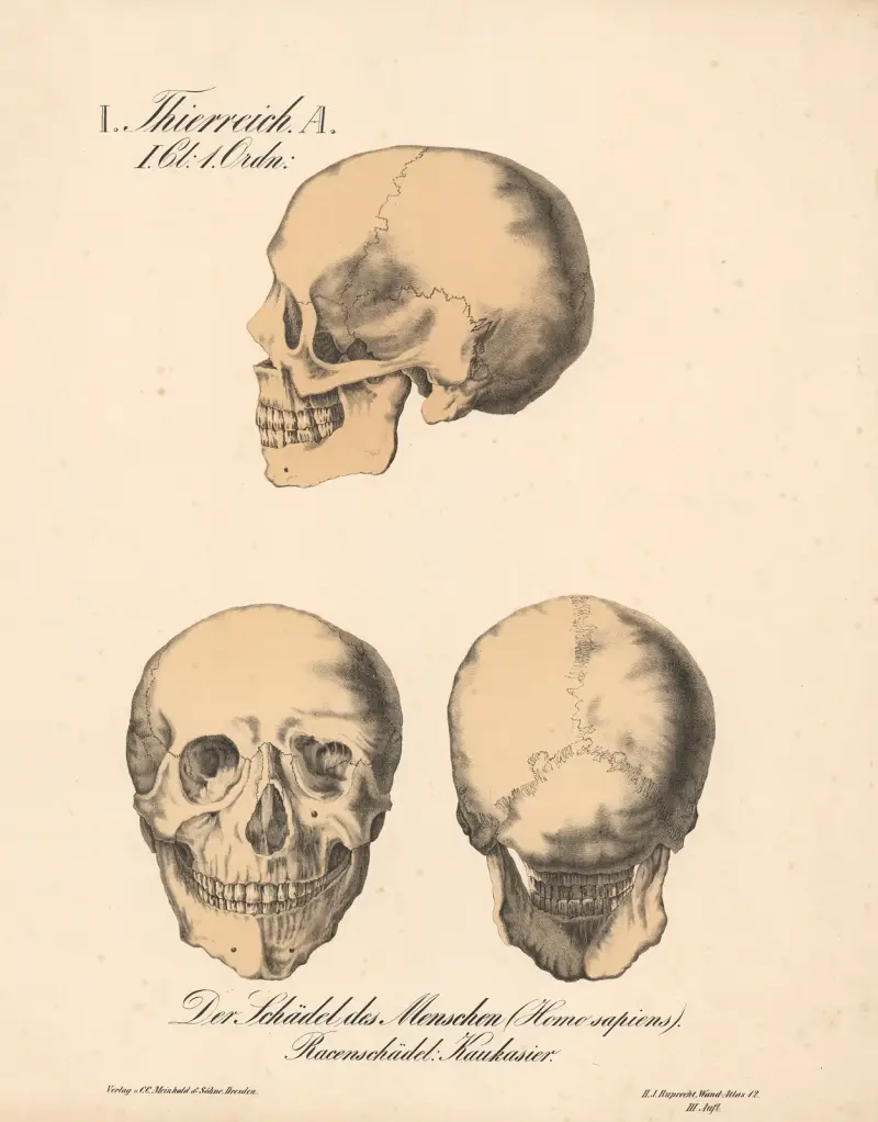 Människans skalle (Homo sapiens). Rasskallar; kaukasier av H.J. Ruprecht