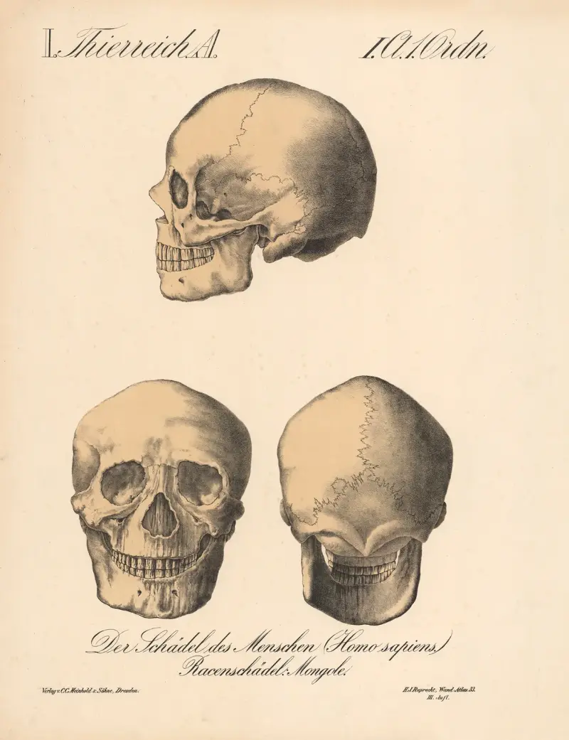 Människans skalle (Homo sapiens). Rasskallar; mongol av H.J. Ruprecht
