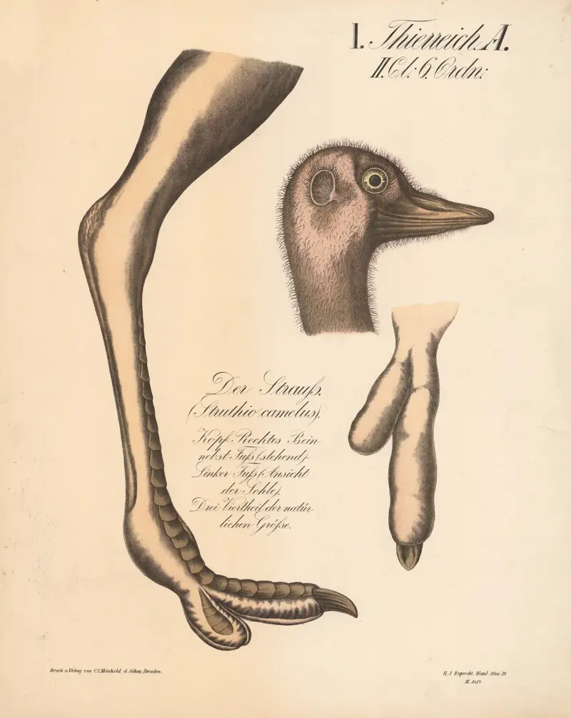 Der Strauß (Struthio camelus) von H.J. Ruprecht