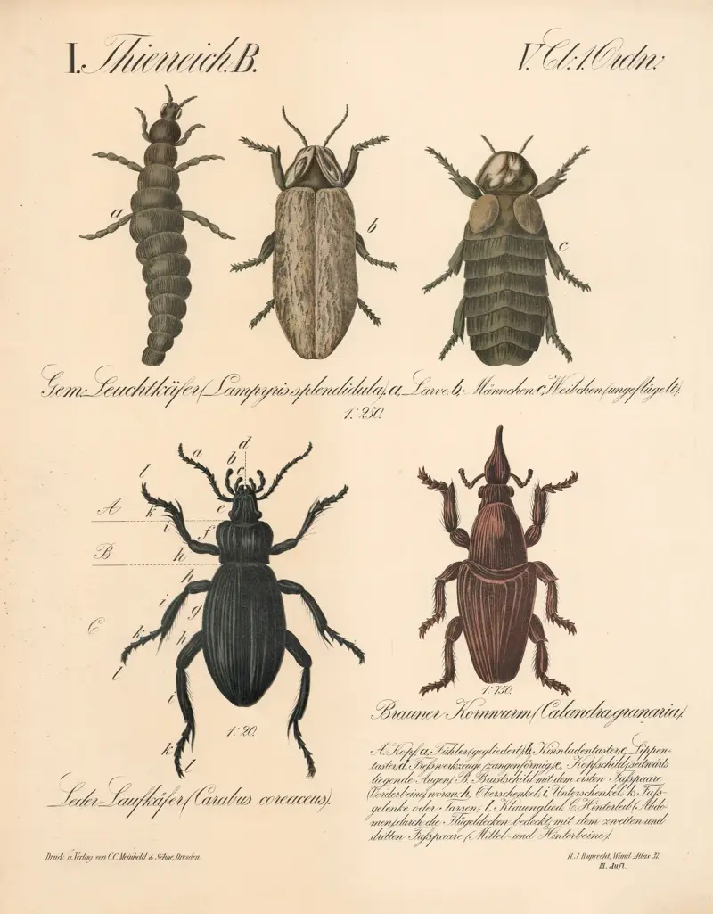 Skalbaggar: lysmask (Lampyris splendidula), läderlöpare (Carabus coriaceus) och brun kornvivel (Calandra granaria) av H.J. Ruprecht