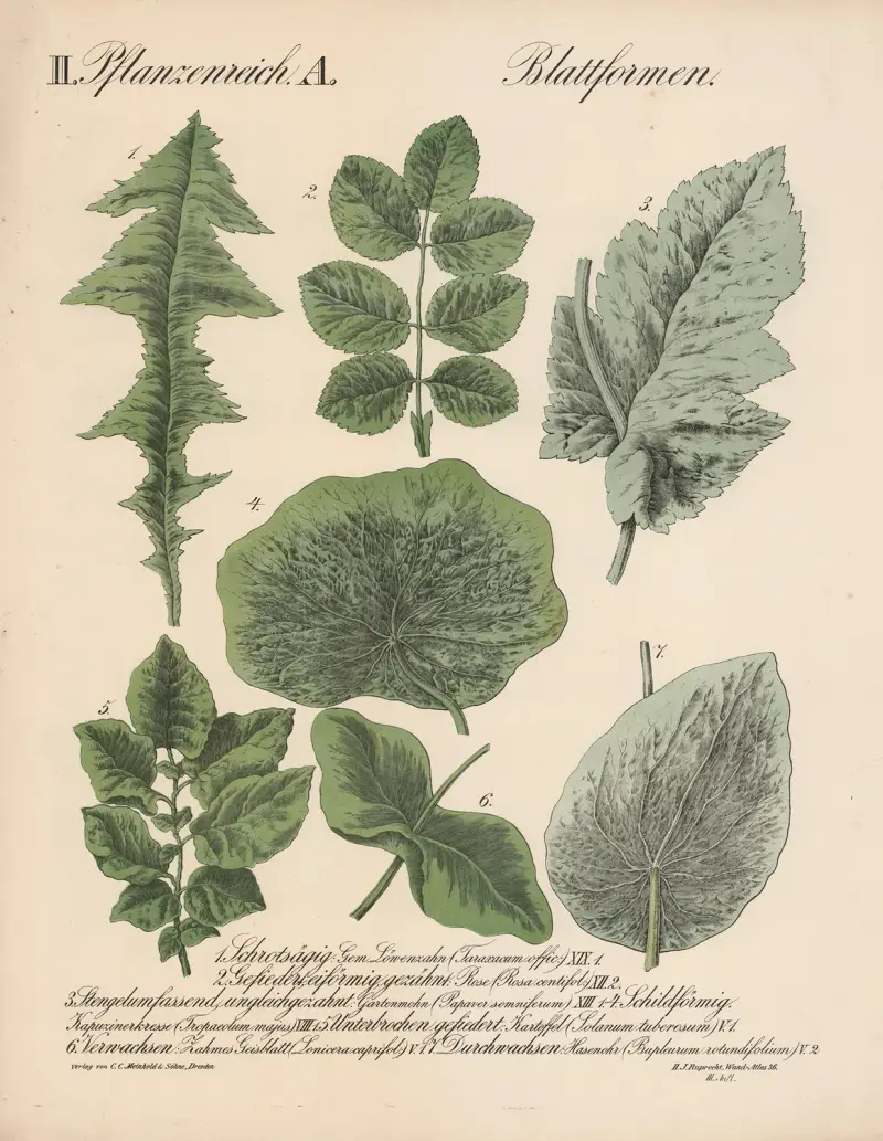 II. Växtriket. A. Bladformer., 1870 – nr 1 av H.J. Ruprecht