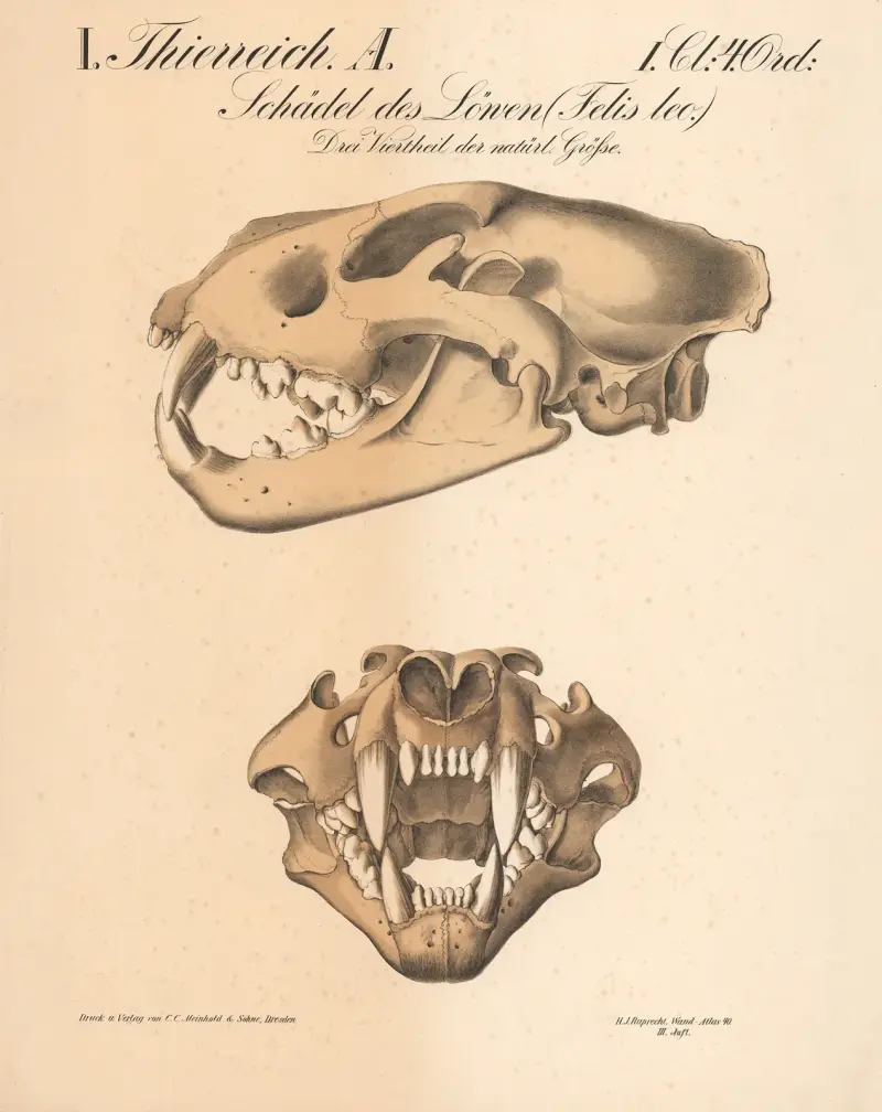 Schädel des Löwen (Felis leo.) av H.J. Ruprecht
