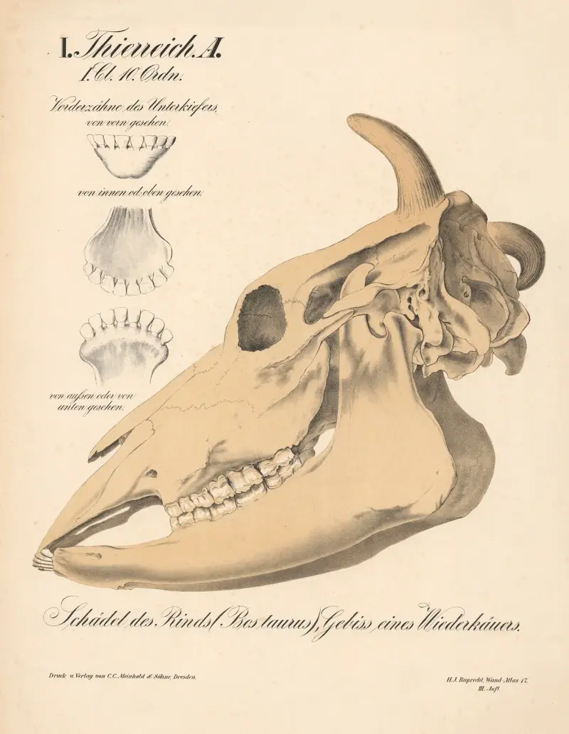 Czaszka bydła (Bos taurus), uzębienie przeżuwacza, H.J. Ruprecht