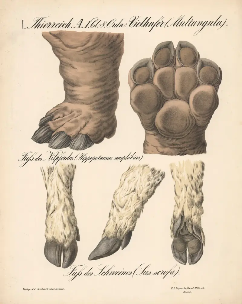 Flerhovade djur (Multungula), flodhästens fot (Hippopotamus amphibius). Grisens fot (Sus scrofa) av H.J. Ruprecht