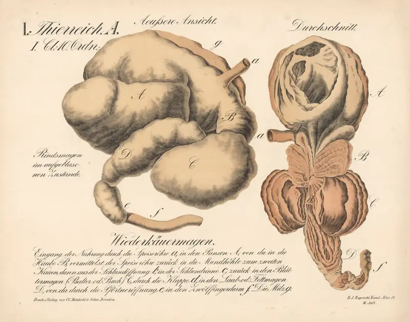 Wiederkäuermagen. Äußere Ansicht. Durchschnitt. Rindsmagen im aufgeblasenen Zustande von H.J. Ruprecht