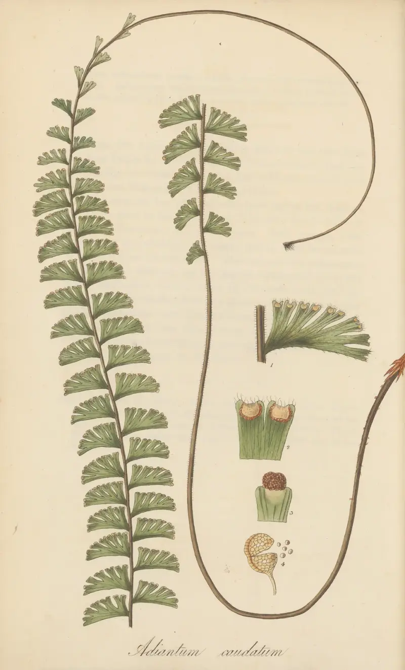 Adiantum caudatum von William Jackson Hooker