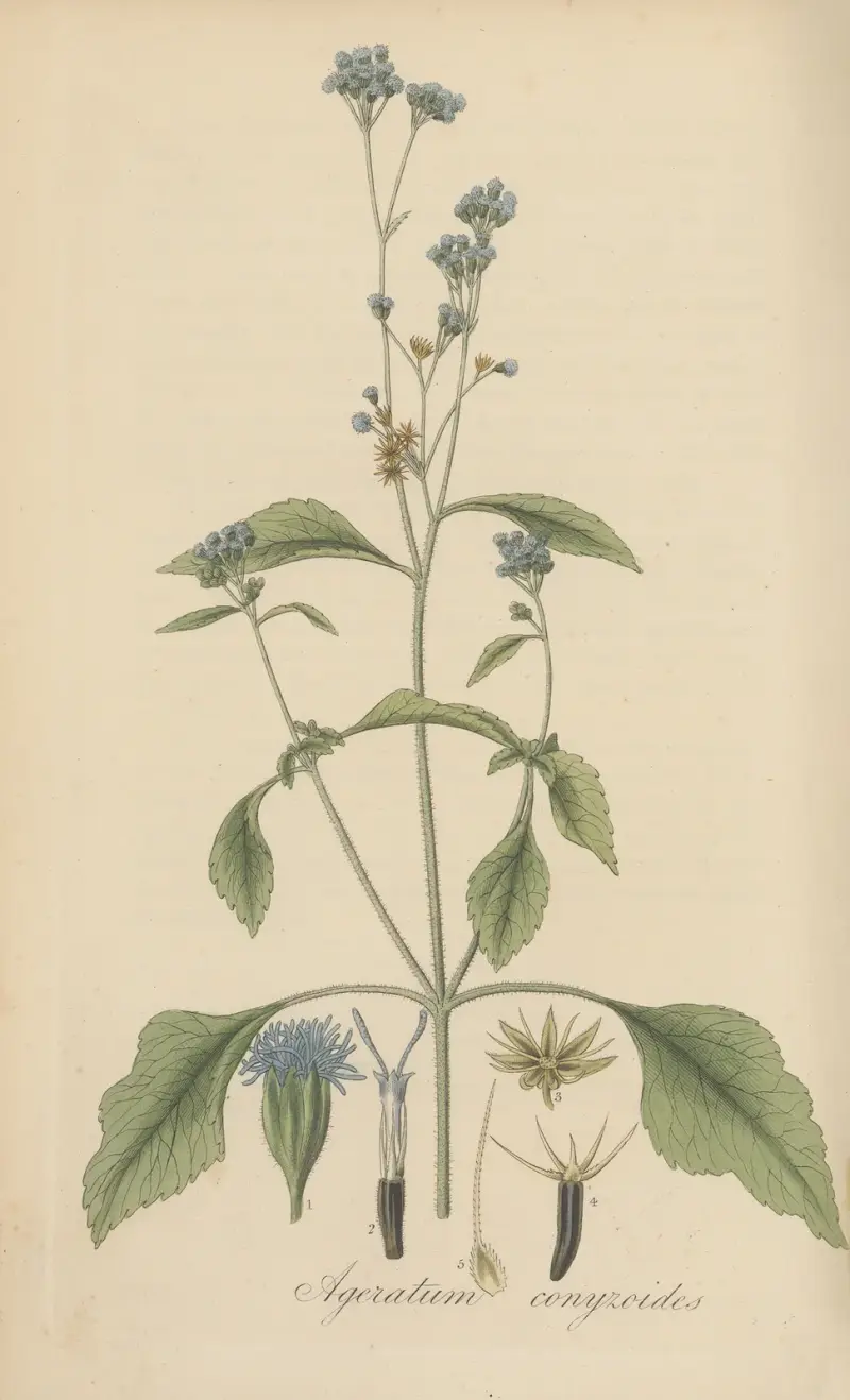Ageratum conyzoides von William Jackson Hooker