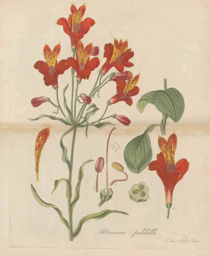 Alstroemeria pulchella von William Jackson Hooker