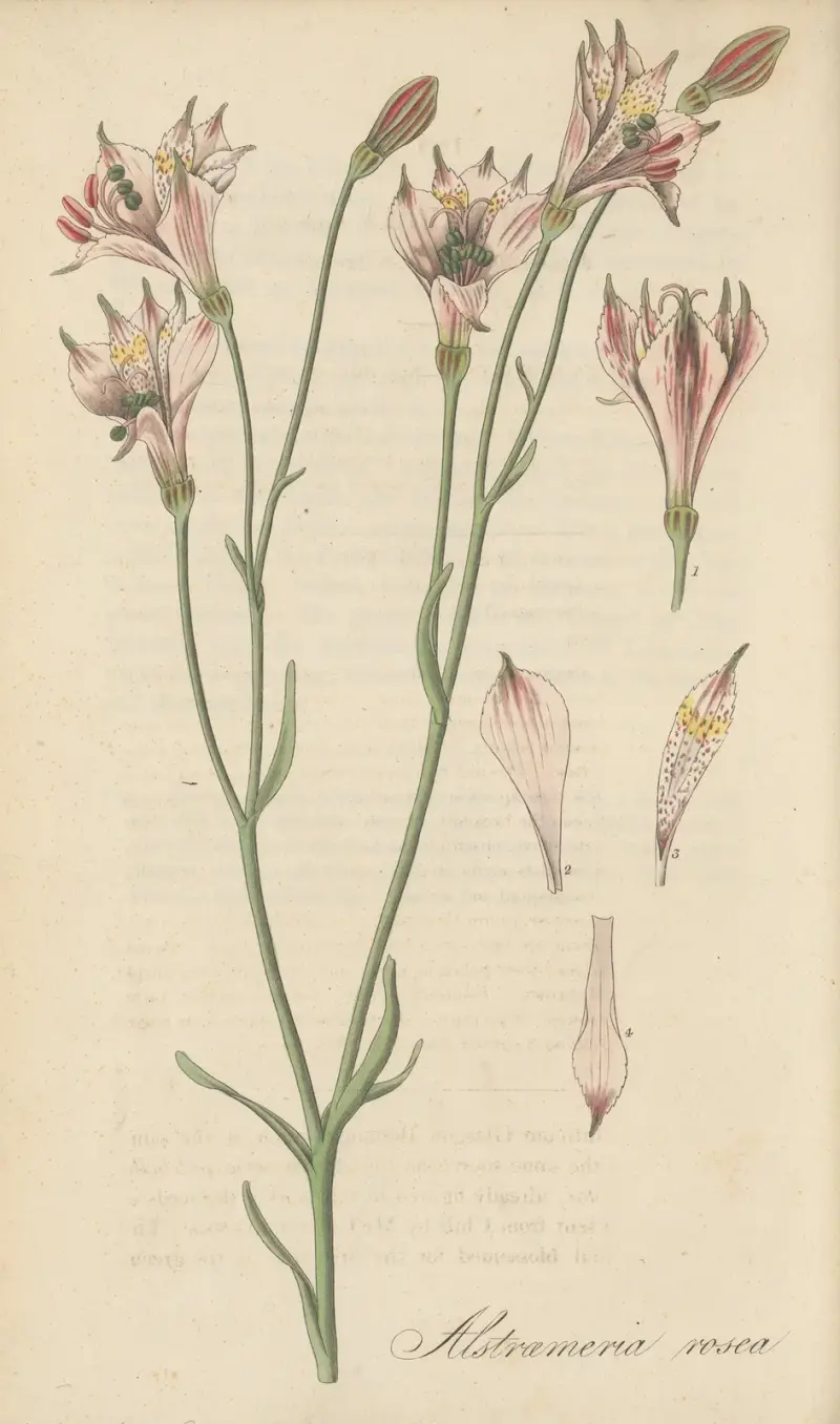 Alstroemeria rosea von William Jackson Hooker