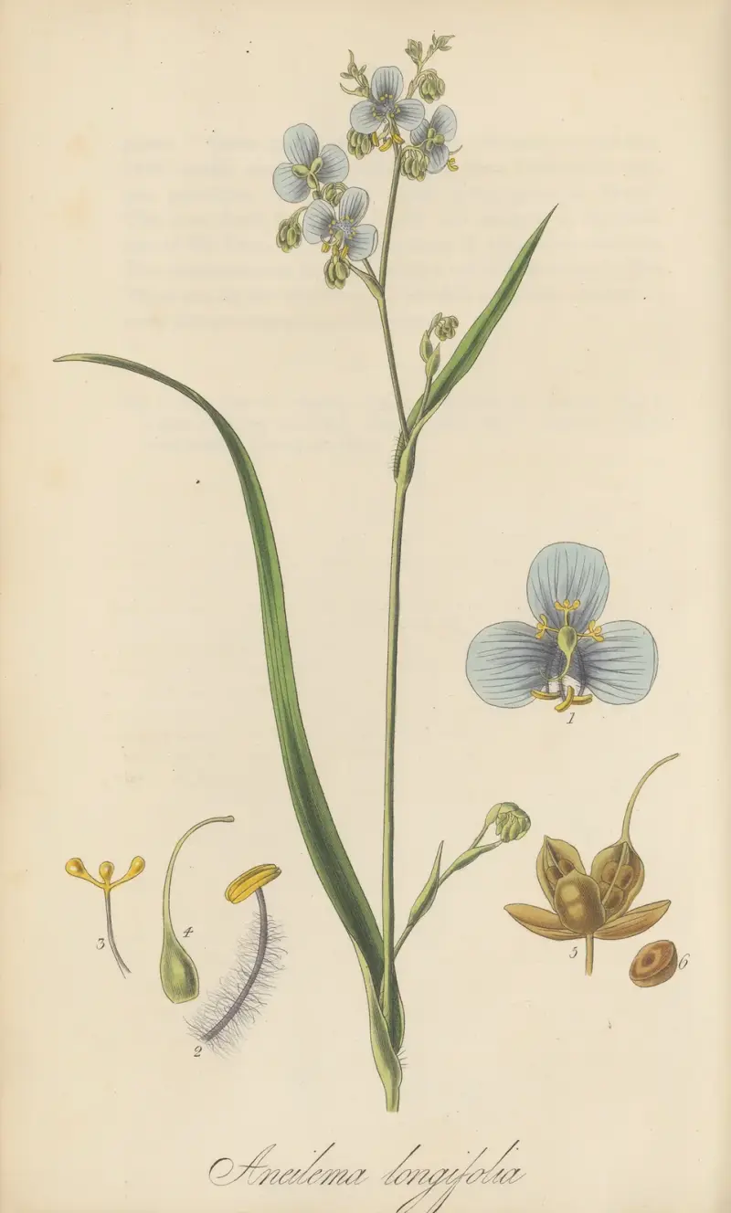 Aneilema longifolia von William Jackson Hooker