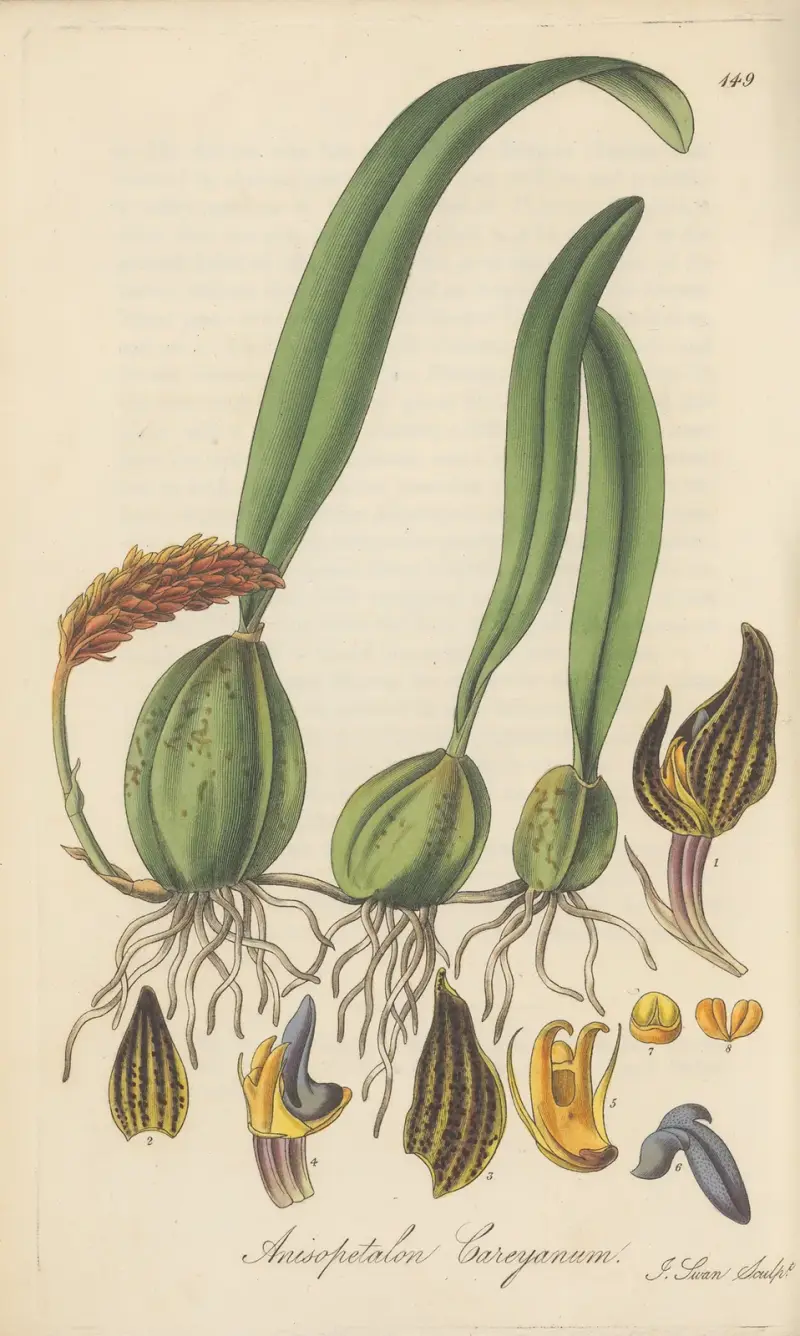 Anisopetalum careyanum von William Jackson Hooker