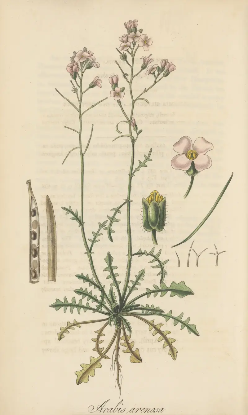 Arabis arenosa von William Jackson Hooker
