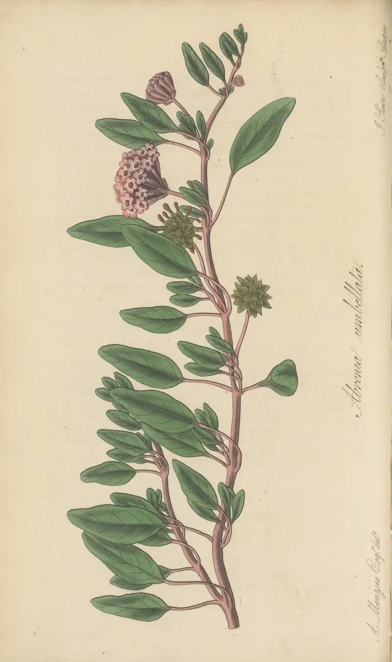 Arbronia umbellata von William Jackson Hooker