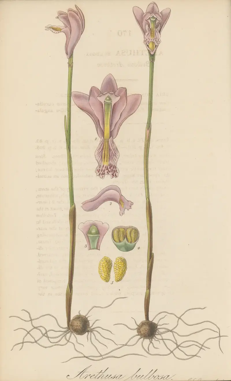 Arethusa bulbosa von William Jackson Hooker