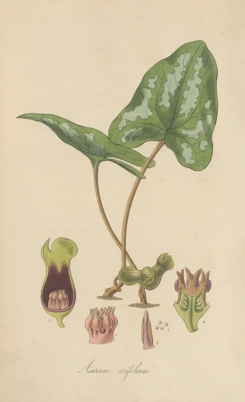 Asarum arifolium von William Jackson Hooker