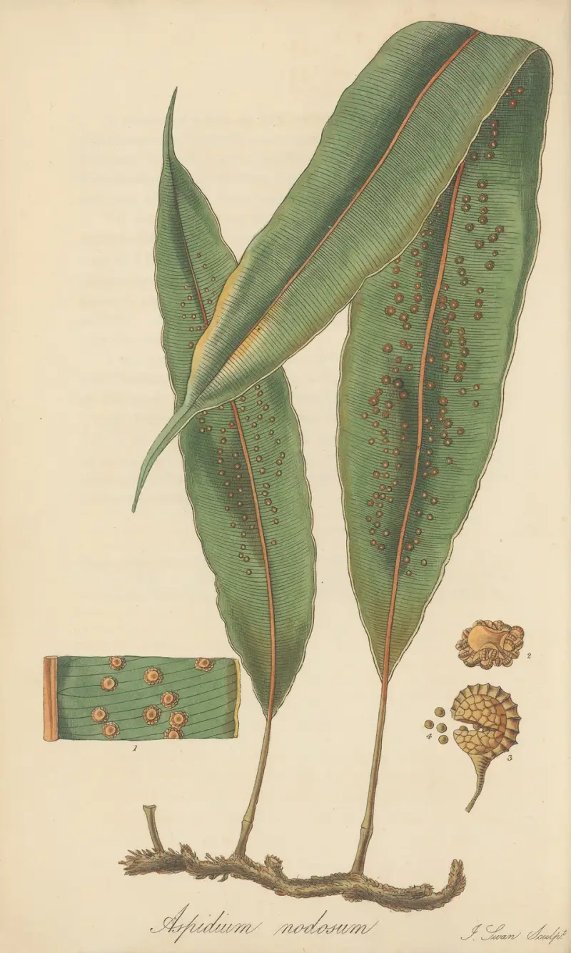 Aspidium nodosum von William Jackson Hooker