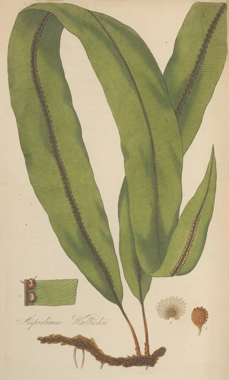 Aspidium Wallichii von William Jackson Hooker