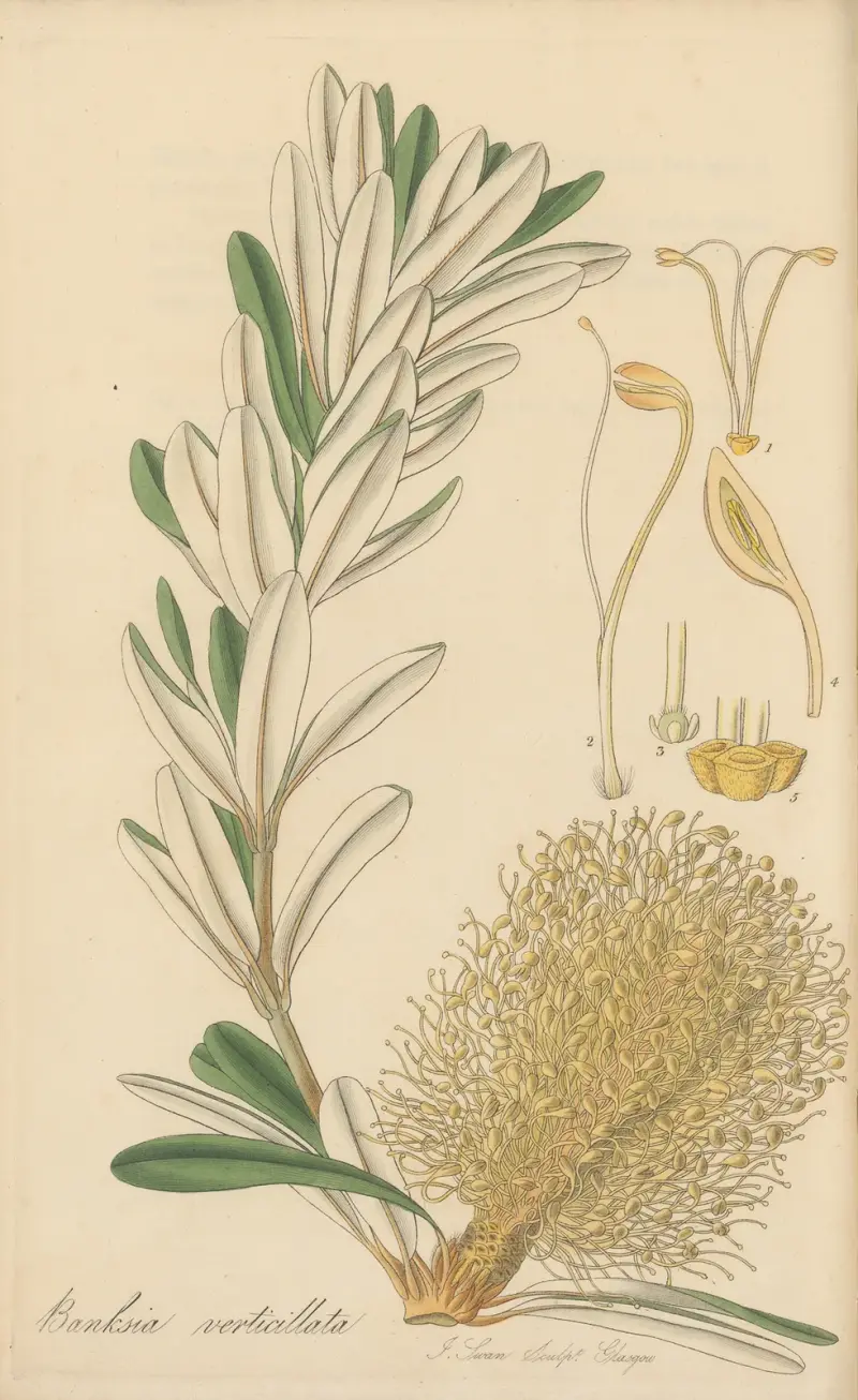 Banksia verticillata von William Jackson Hooker