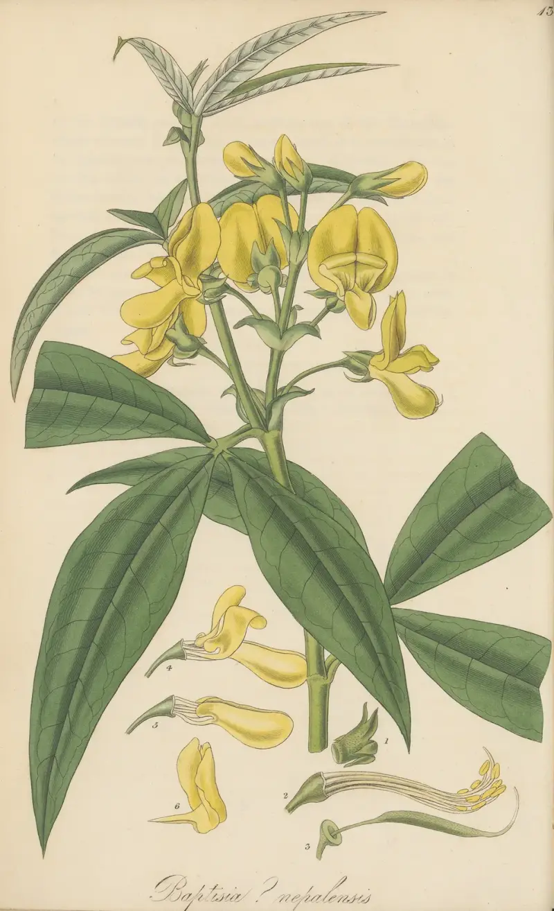 Baptisia nepalensis von William Jackson Hooker