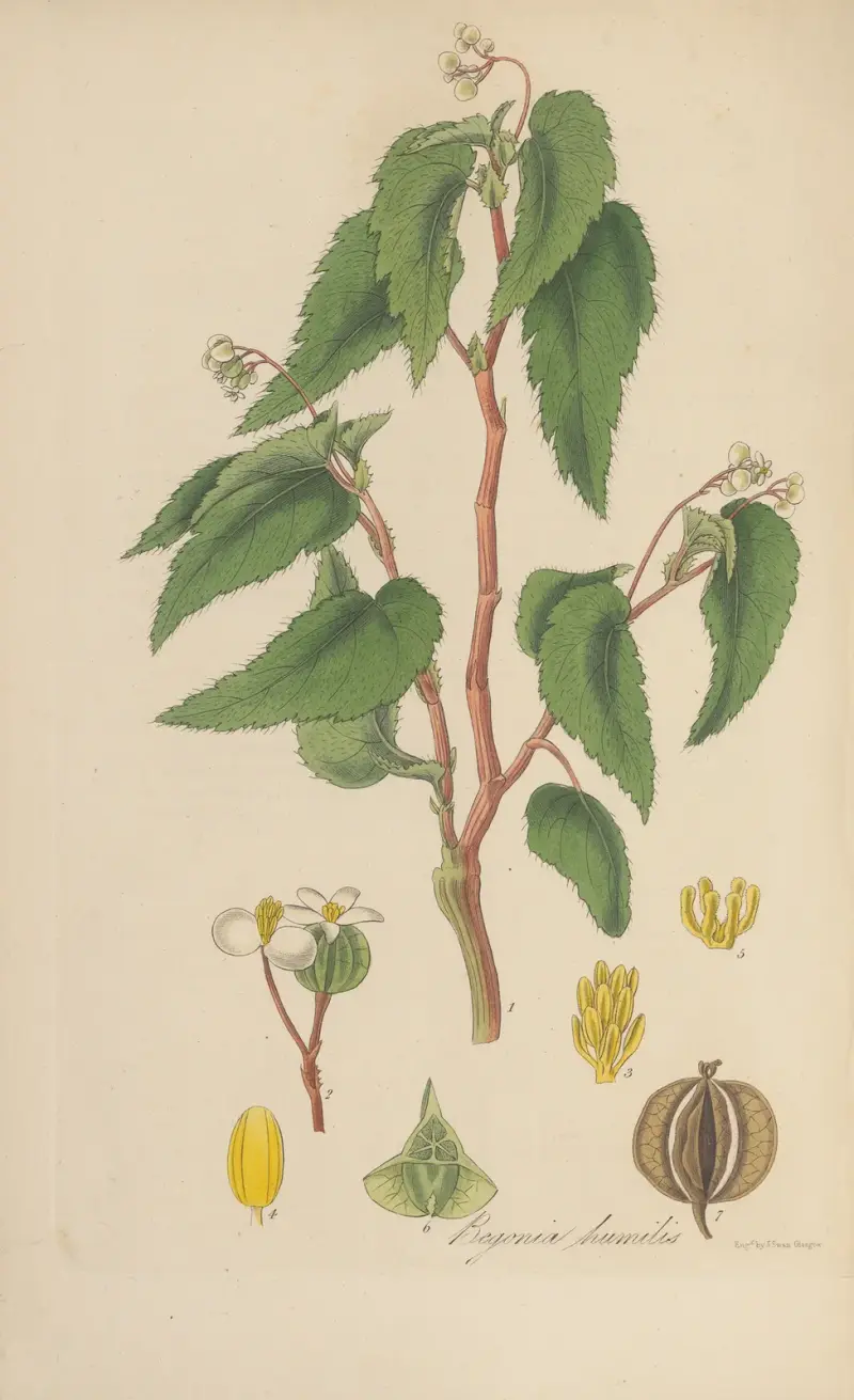 Begonia humilis von William Jackson Hooker