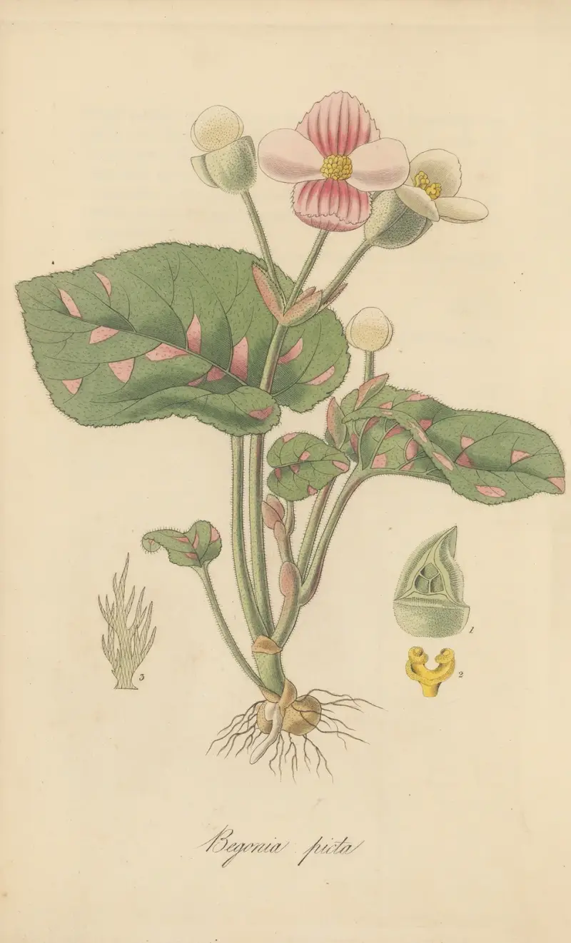Begonia picta von William Jackson Hooker